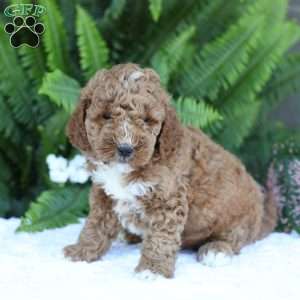 Dusty, Mini Goldendoodle Puppy